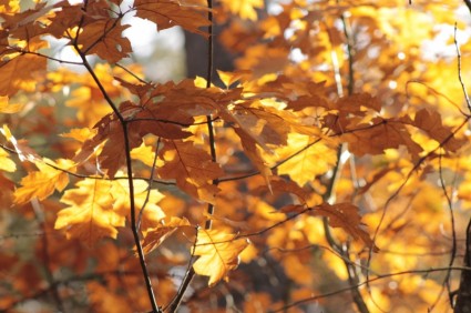葉が落ちるカラーの森