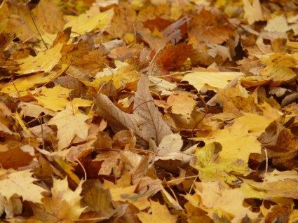 daun jatuh dedaunan maple