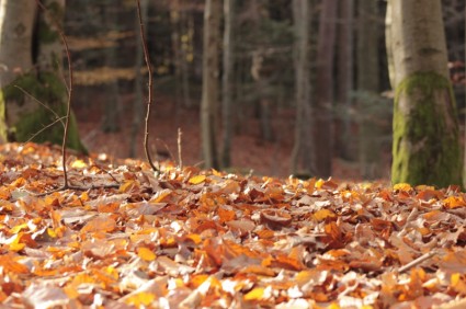 jesień las liście
