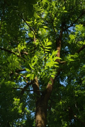 feuilles de frêne vert