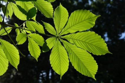 hojas de color verde luz trasera