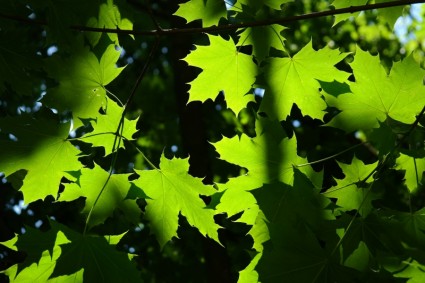 folhas verde luz traseira