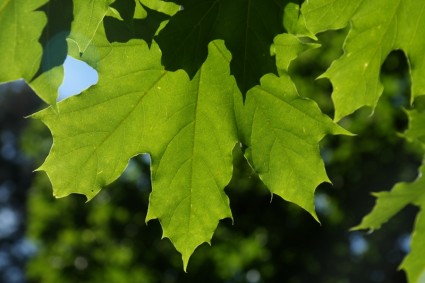 hojas de color verde luz trasera