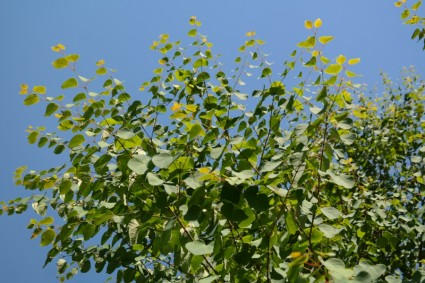 綠色的葉子日本 kuchenbaum