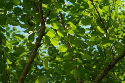 japanischer Kuchenbaum Blätter Grün