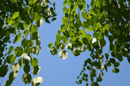 yaprakları yeşil Japon kuchenbaum
