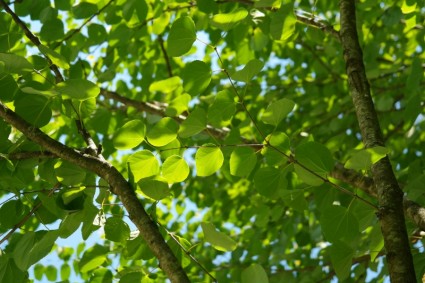 japanischer Kuchenbaum Blätter Grün