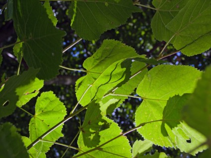 feuilles vert lumière et ombre