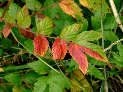 Blätter Grün Rot