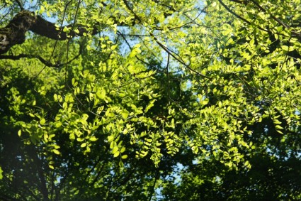 daun hijau robinia