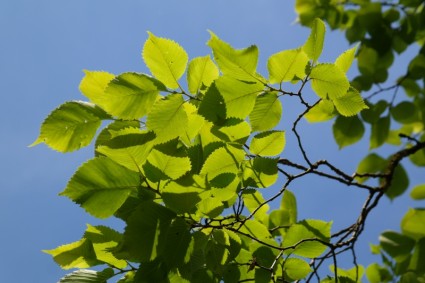 листья зеленого дерева