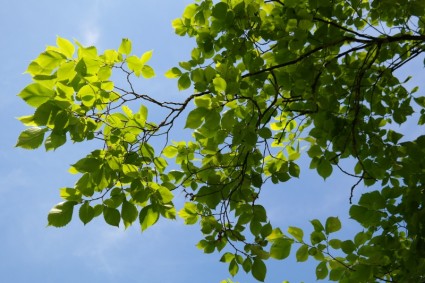 녹색 잎 나무
