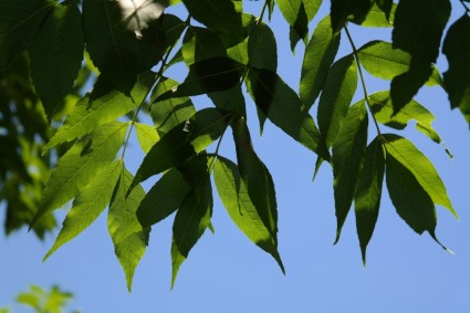 pohon daun hijau