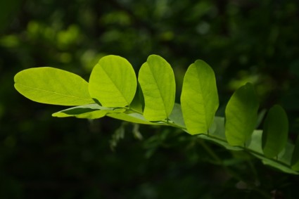 daun pohon hijau