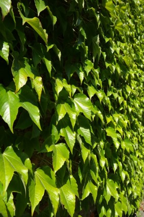 hojas verde pared