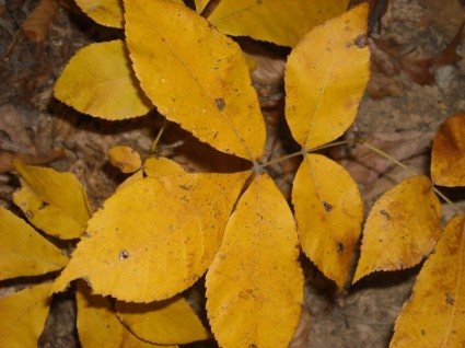 أوراق الشجر في الخريف