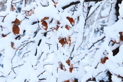 foglie nella neve