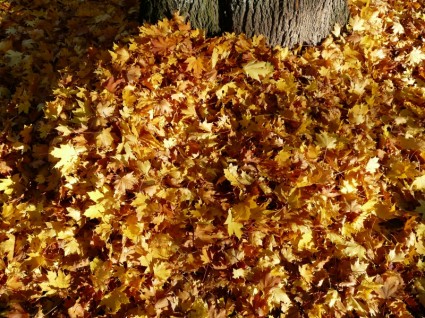 daun daun tumpukan musim gugur