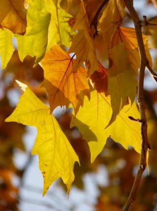 листья клена leaved ублюдок плоскости плоскости