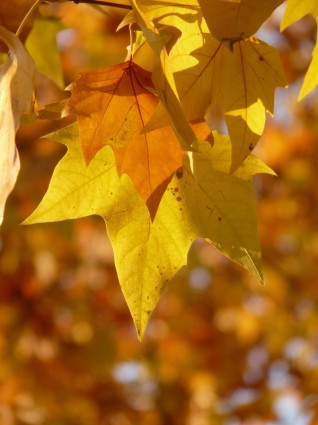 листья клена leaved ублюдок плоскости плоскости