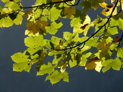 folhas de outono de maple montanha