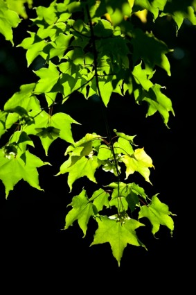 foglie su sfondo scuro