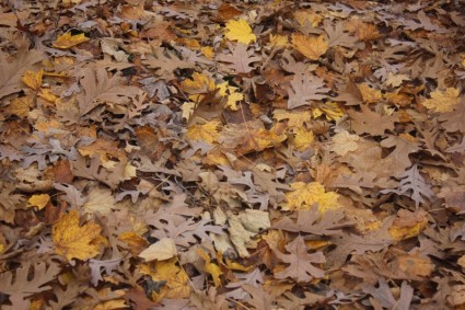 feuilles sur le parterre forestier