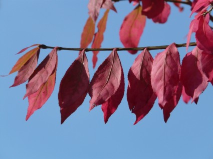 feuilles d'automne rouge