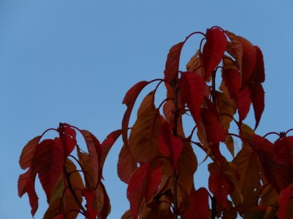 feuilles rouge feuilles rouges