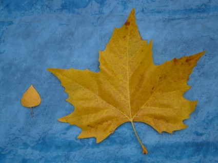 hojas de otoño de comparación de tamaño
