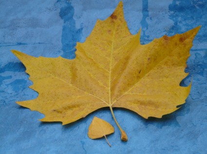 hojas de otoño de comparación de tamaño