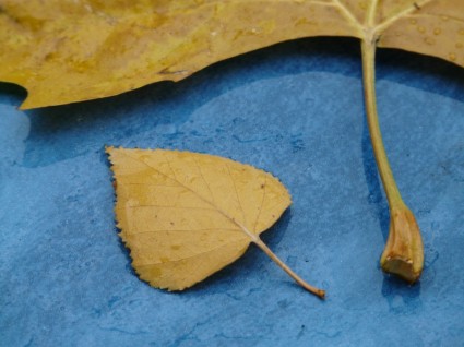foglie taglia il gambo a confronto
