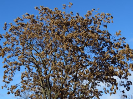 foglie dell'albero invernale
