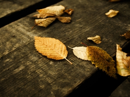 daun musim gugur wallpaper alam