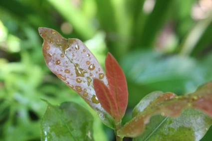 foglie con gocce di pioggia