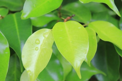 листья с капли дождя
