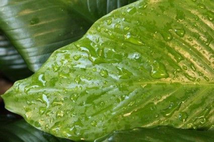 feuilles avec fond de gouttes de pluie