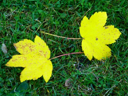 Желтые листья осень