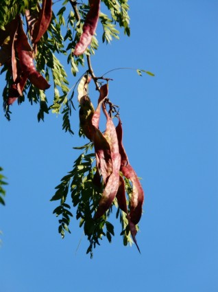 Hülsenfrüchte Gleditschie Baum