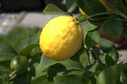 frutos cítricos de limón