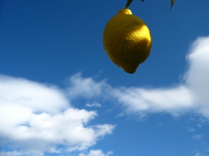 лимонный цитрусовых Испании