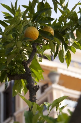 лимонный Лимоне цитрусовых