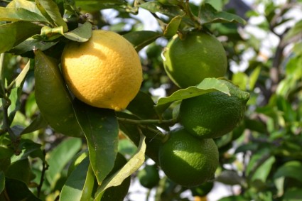 лимонный лист плоды