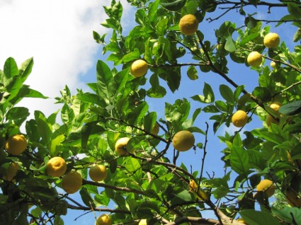 лимоны плоды цитрусовых