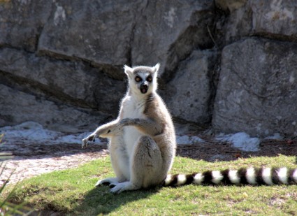 animal lêmures Lemur