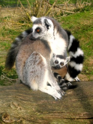 Lemurs Ring Tailed Animals