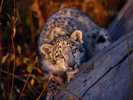 Leopard cub fondos animales crías