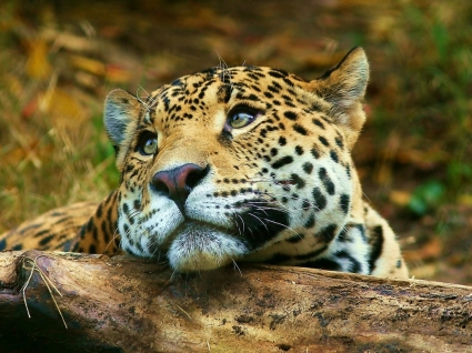 Leopard daydreaming wallpaper besar kucing hewan