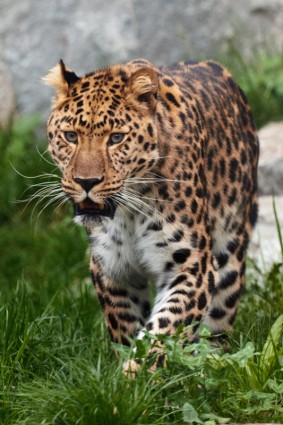 léopard marche