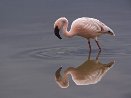 menor flamingo papel de parede pássaros animais